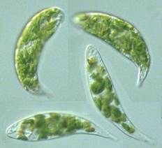Algas unicelulares - Só Biologia